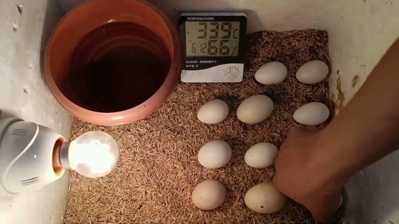 Guía Completa de Pruebas para Incubadoras: Termostatos, Voltajes, Ventiladores, Humidificadores y Conexiones