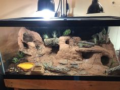 reptiles